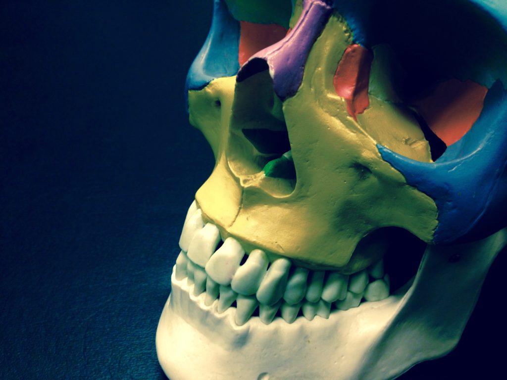 Cranial Adjusting Skull