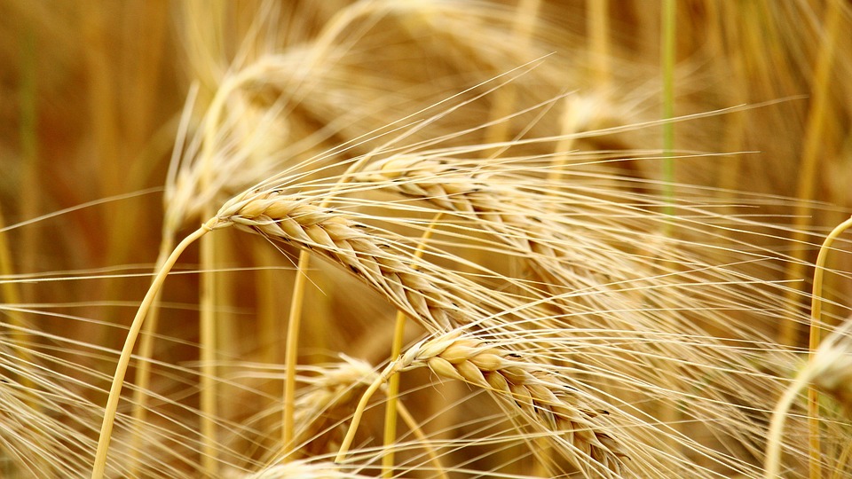 Barley stocks