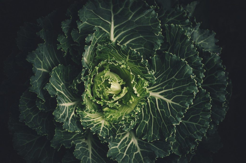 Green Cabbage