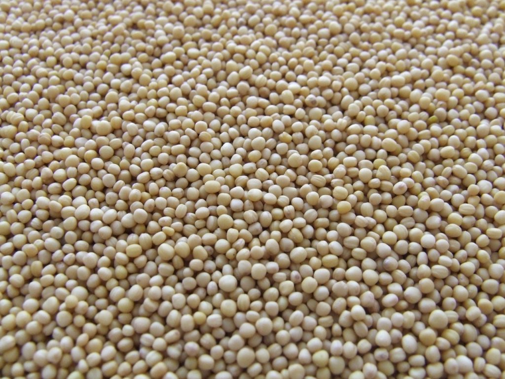 Soy beans