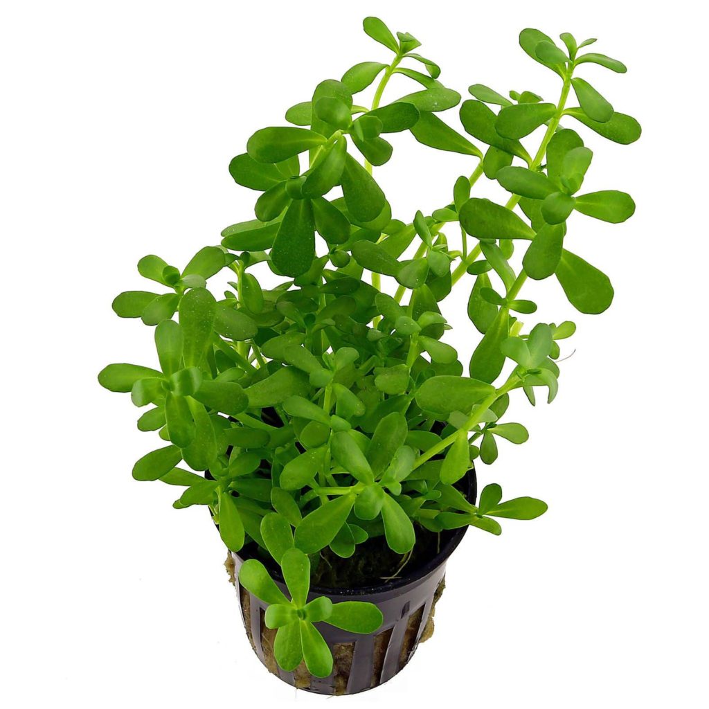 bacopa-monnieri-plant