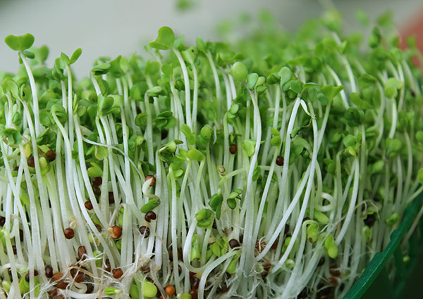 Broccoli-sprouts