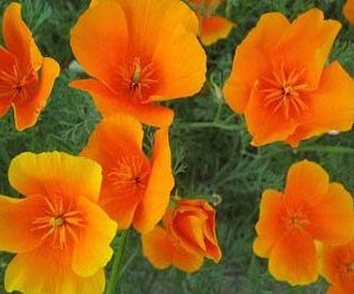 California Poppy Plant